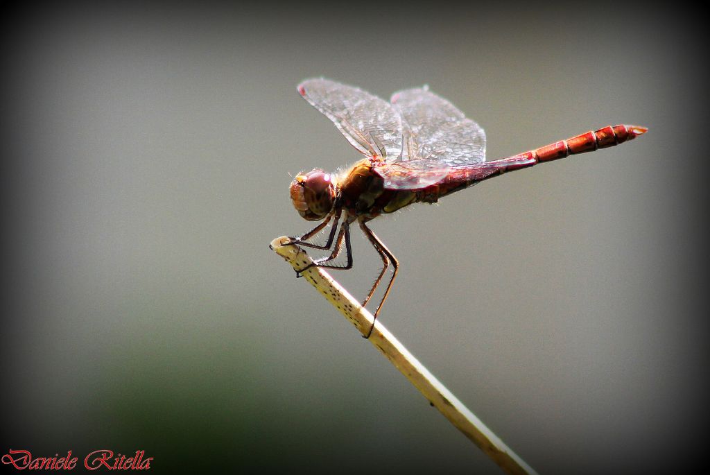 Richiesta ident. libellula: Sympetrum striolatum